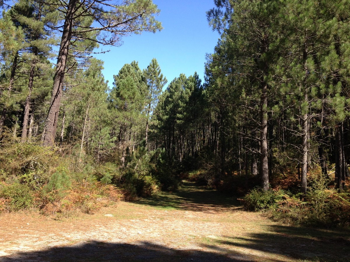 รูปถ่าย ฝรั่งเศส(France) คอร์สิคา(Corsica) ซอนซา(Zonza) 2012-09 7