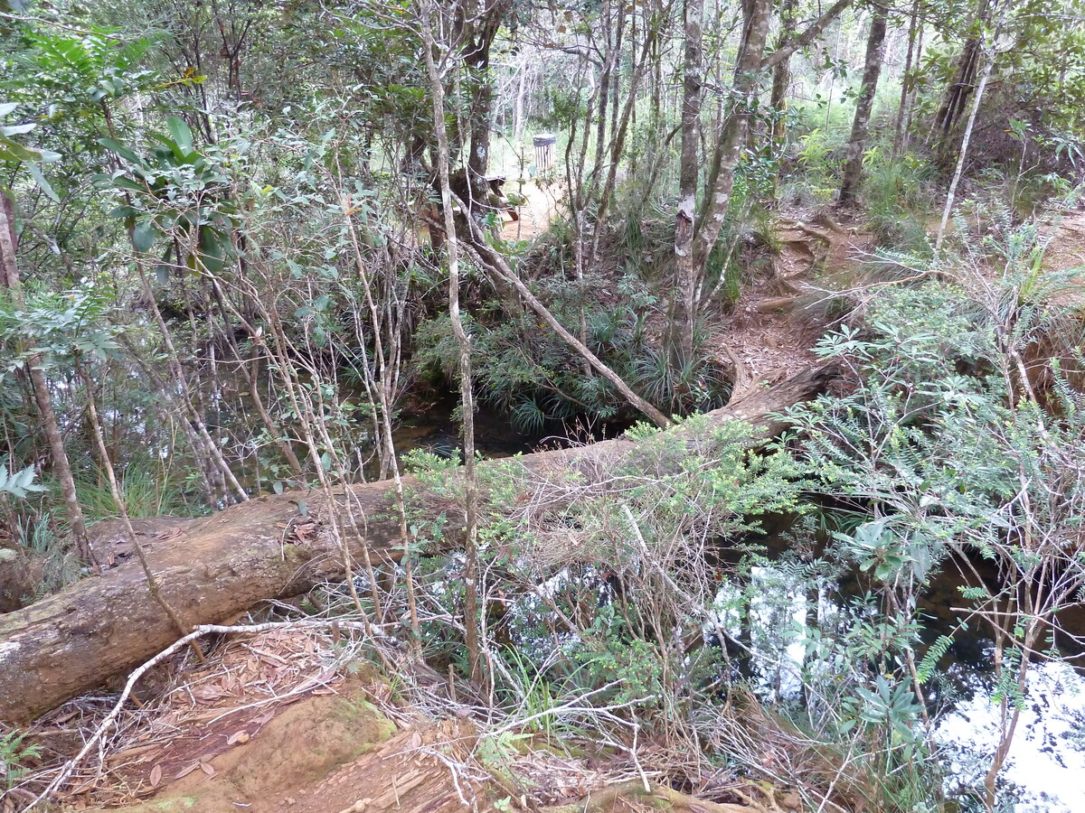 รูปถ่าย นิวแคลิโดเนีย(New Caledonia) อุทยานริเวียร์เบลอ(Parc de la Riviere Bleue) 2010-05 63