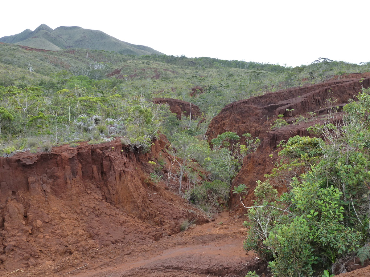 รูปถ่าย นิวแคลิโดเนีย(New Caledonia) อุทยานริเวียร์เบลอ(Parc de la Riviere Bleue) 2010-05 53
