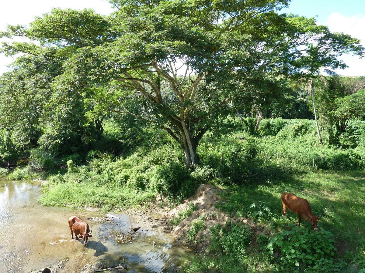 รูปถ่าย ฟิจิ(Fiji) แม่น้ำซิงกาโตกา(Sigatoka river) 2010-05 105