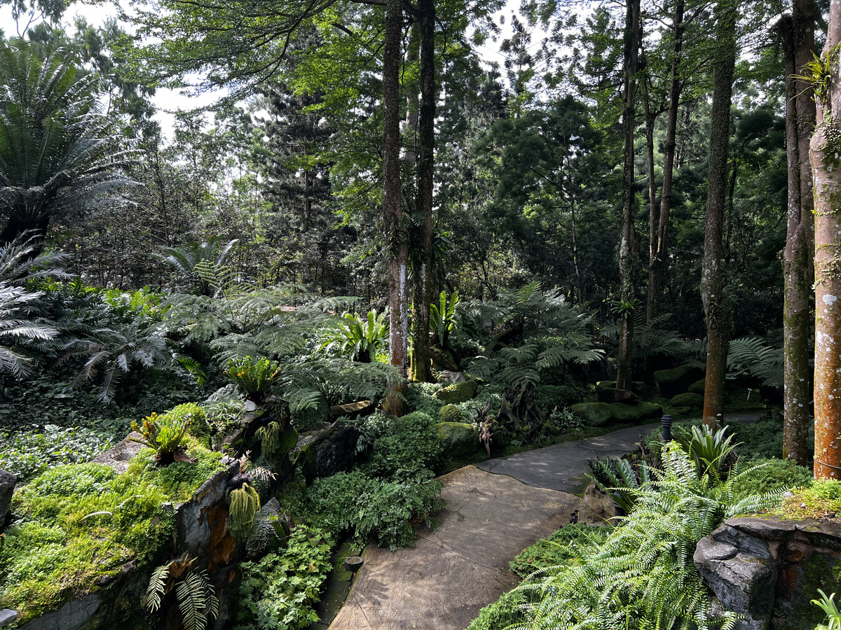 รูปถ่าย สิงคโปร์(Singapore) สวนพฤกษศาสตร์สิงคโปร์(Singapore Botanic Gardens) 2023-01 75