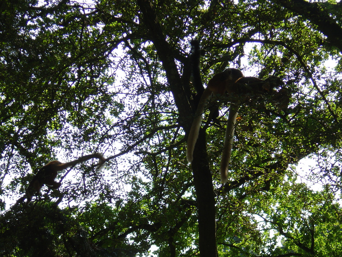 รูปถ่าย ฝรั่งเศส(France) บรอแฟร์เร(Branfere) 2004-08 2