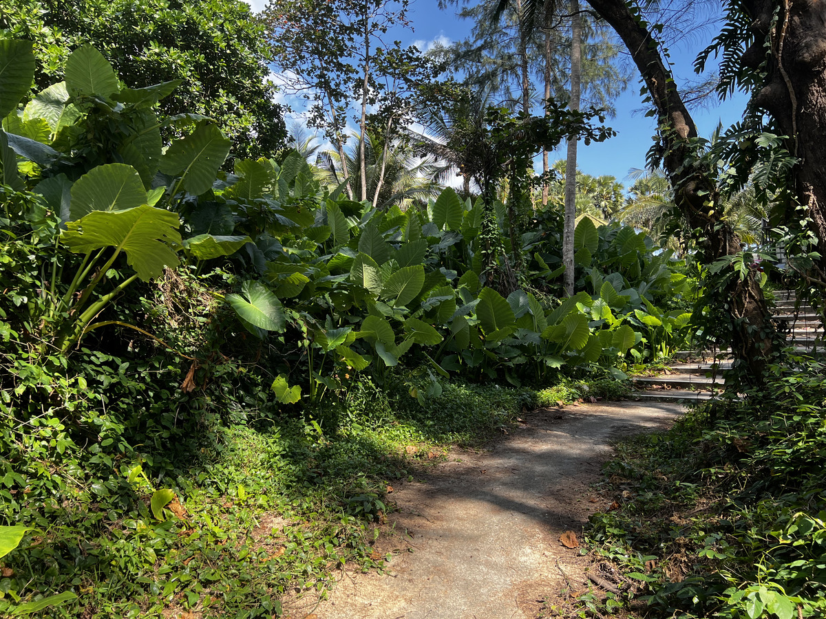 รูปถ่าย ไทย(Thailand) ภูเก็ต(Phuket) หาดสุรินทร์(Surin Beach) 2021-12 100