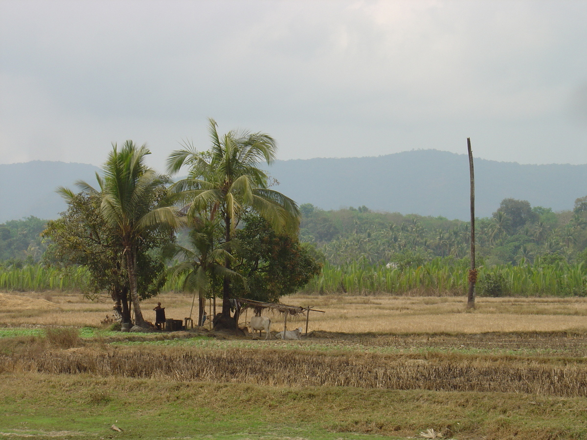 รูปถ่าย พม่า(Myanmar) ถนนจากทวายไปหาดหม่องมะกัน(Road from Dawei to Maungmagan beach) 2005-01 16