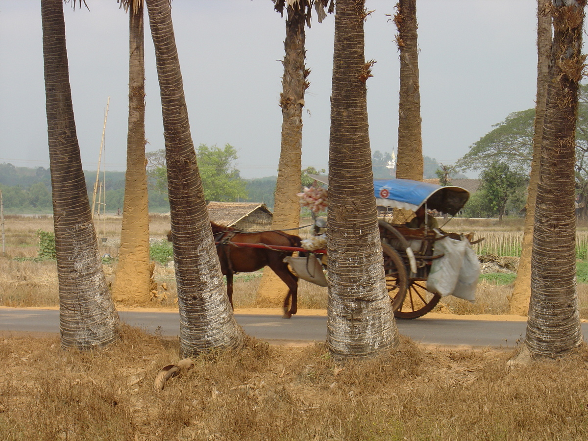 รูปถ่าย พม่า(Myanmar) ถนนจากทวายไปหาดหม่องมะกัน(Road from Dawei to Maungmagan beach) 2005-01 19