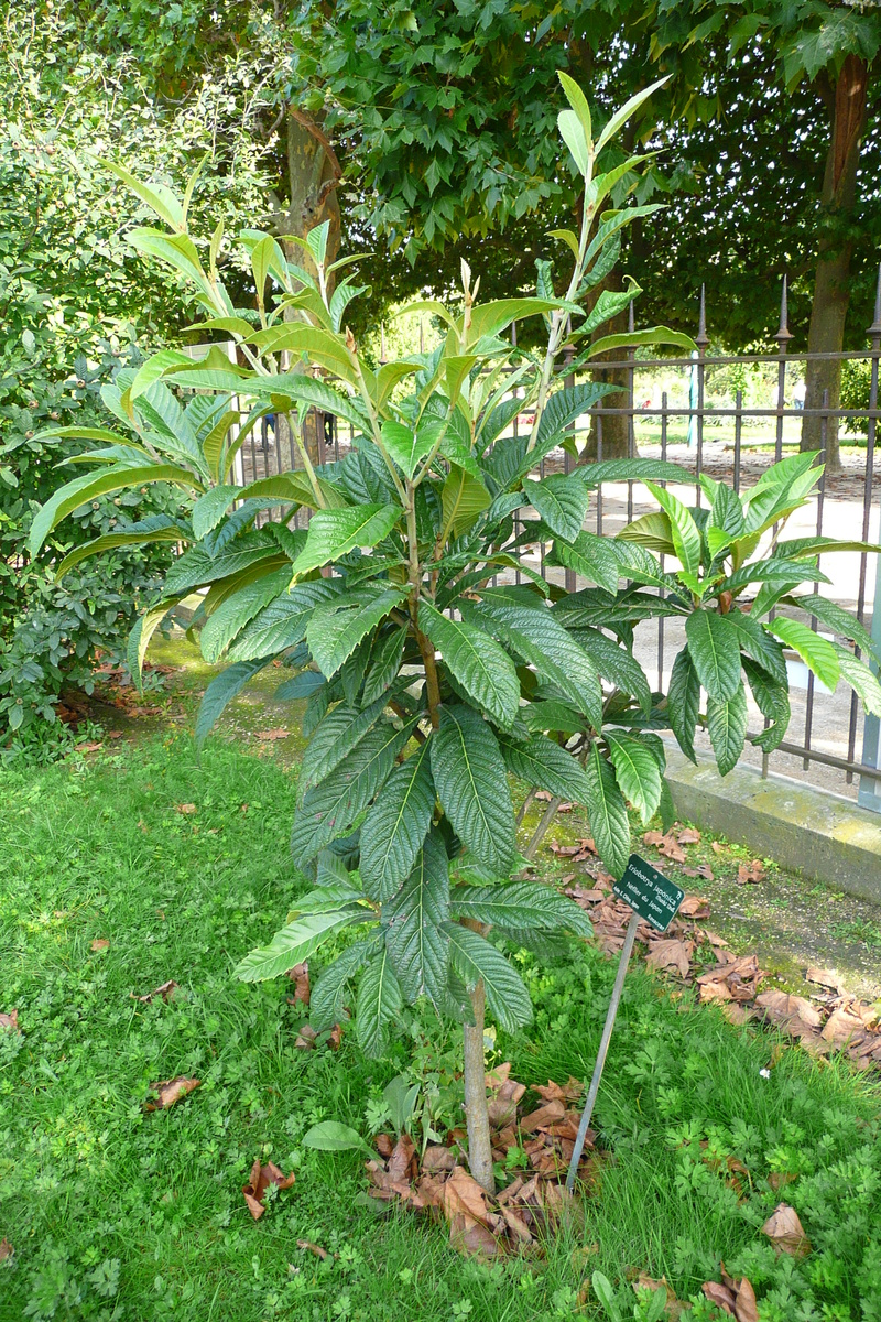 รูปถ่าย ฝรั่งเศส(France) ปารีส(Paris) สวนพันธ์ุพืช(Jardin des Plantes) 2007-08 60