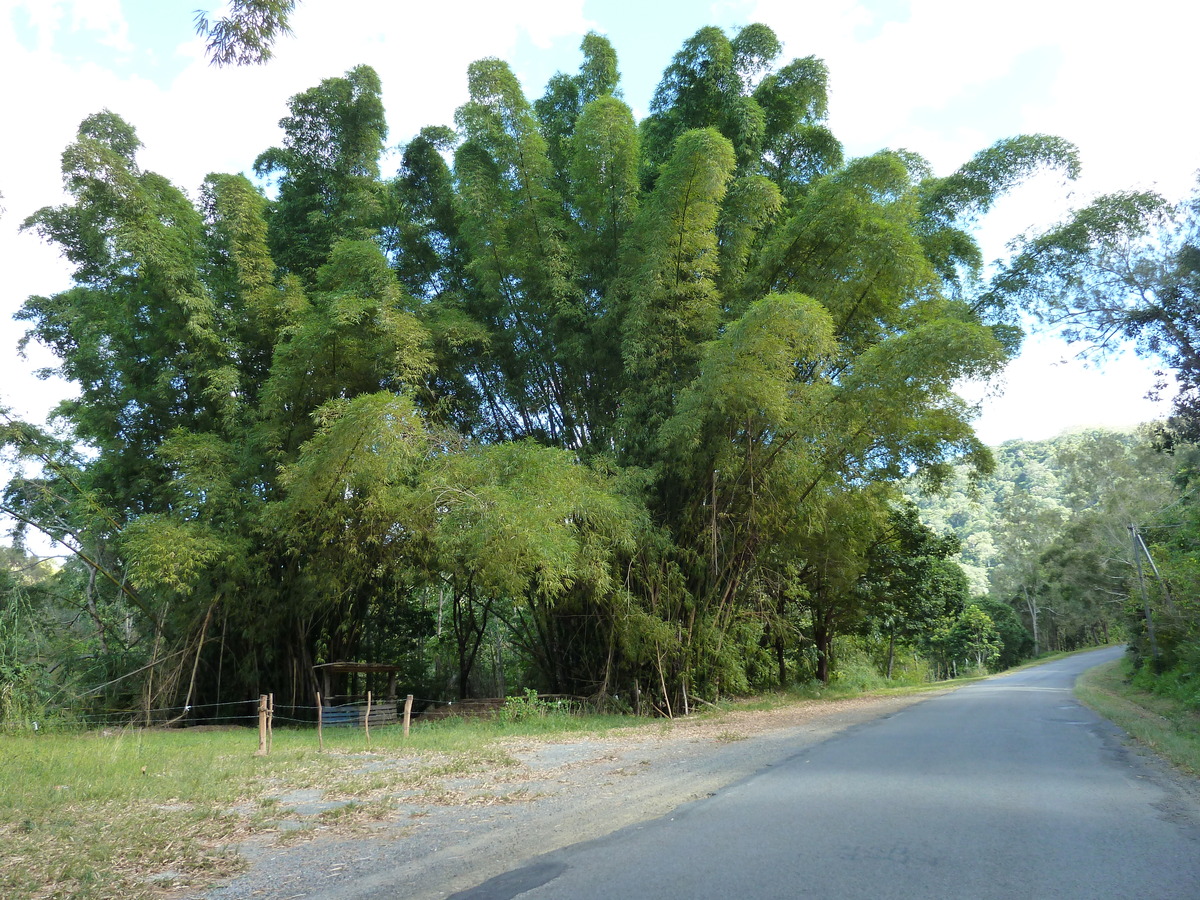 รูปถ่าย นิวแคลิโดเนีย(New Caledonia) ถนนจากตงตูตาไปทีโอ(Tontouta to Thio road) 2010-05 20