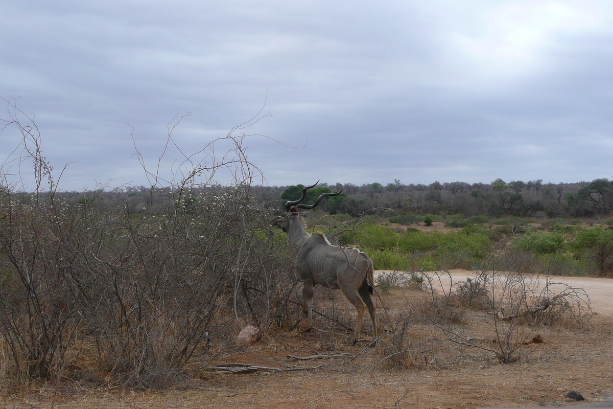 รูปถ่าย แอฟริกาใต้(South Africa) อุทยานแห่งชาติครูเกอร์(Kruger National Park) แม่น้ำซาเบิล(Sable River) 2008-09 89