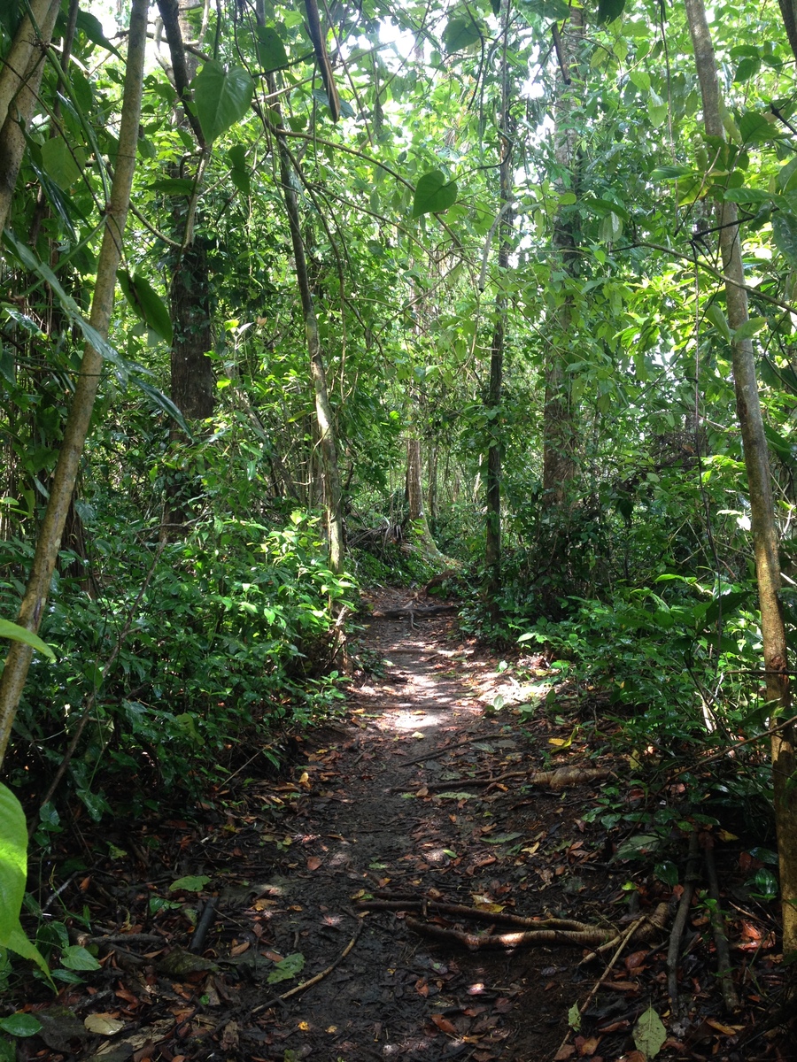 รูปถ่าย คอสตาริกา(Costa Rica) กาอุยตา(Cahuita) 2015-03 13