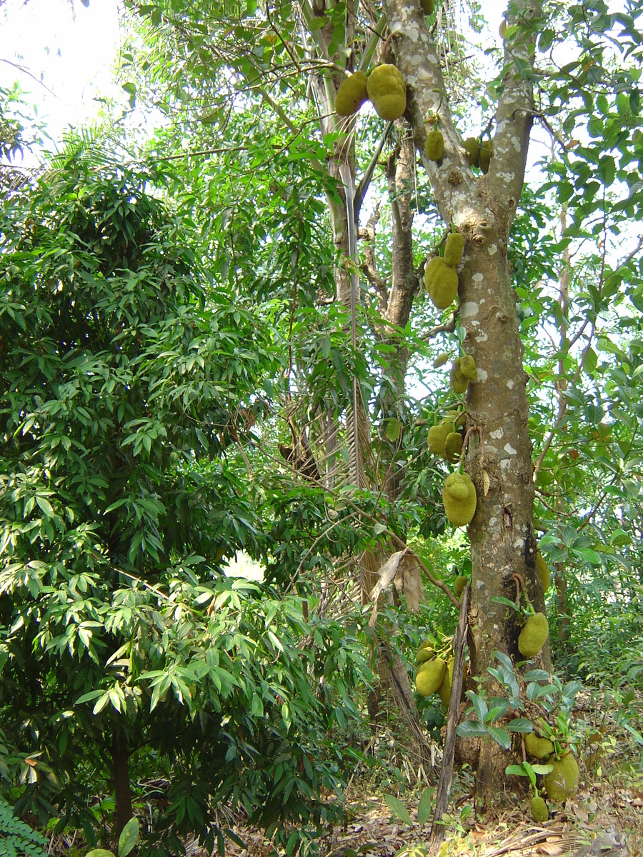 รูปถ่าย พม่า(Myanmar) ถนนจากทวายไปหาดหม่องมะกัน(Road from Dawei to Maungmagan beach) 2005-01 10