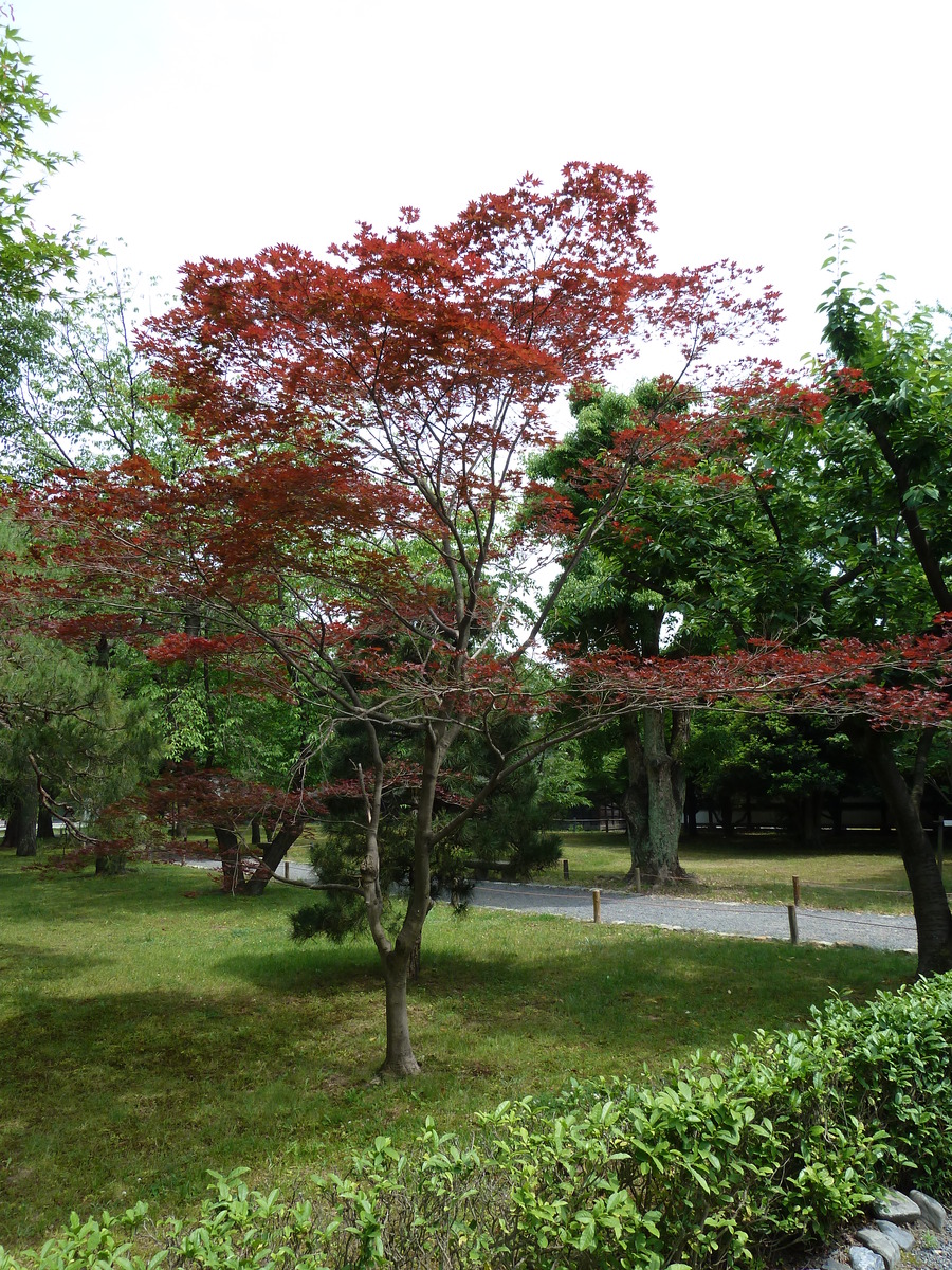 รูปถ่าย ญี่ปุ่น(Japan) เกียวโต(Kyoto) ปราสาทนิโจ(Nijo Castle) 2010-06 113