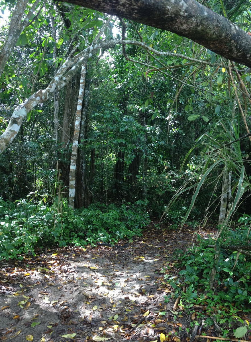 รูปถ่าย คอสตาริกา(Costa Rica) กาอุยตา(Cahuita) 2015-03 55