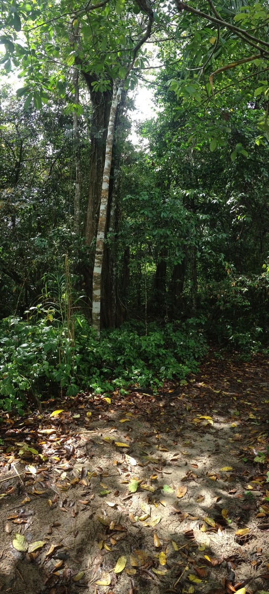 รูปถ่าย คอสตาริกา(Costa Rica) กาอุยตา(Cahuita) 2015-03 71