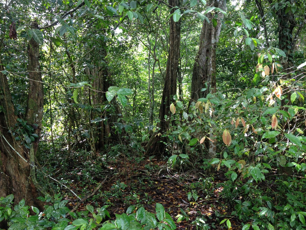 รูปถ่าย คอสตาริกา(Costa Rica) กาอุยตา(Cahuita) 2015-03 59