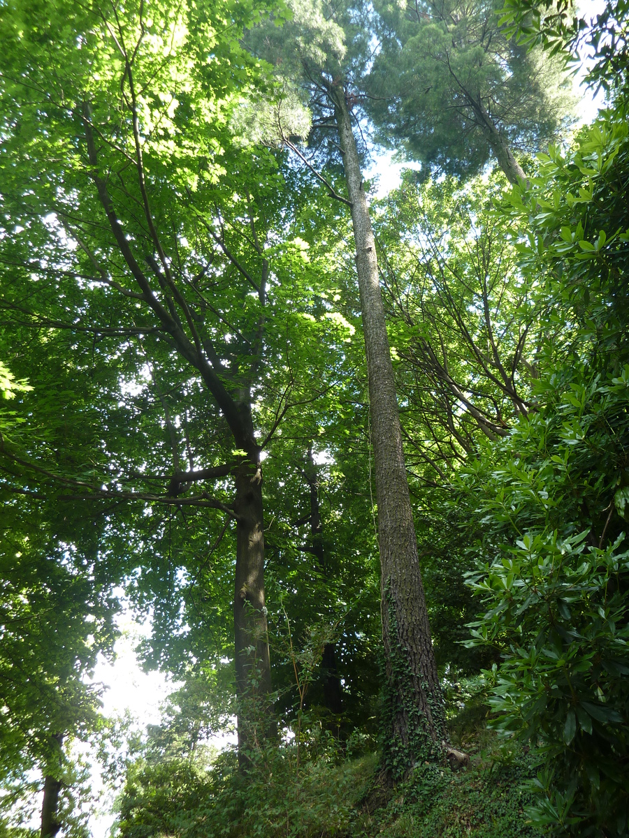 รูปถ่าย อิตาลี(Italy) วิลลาปัลลาวีชีโน(Villa Pallavicino) 2009-06 24