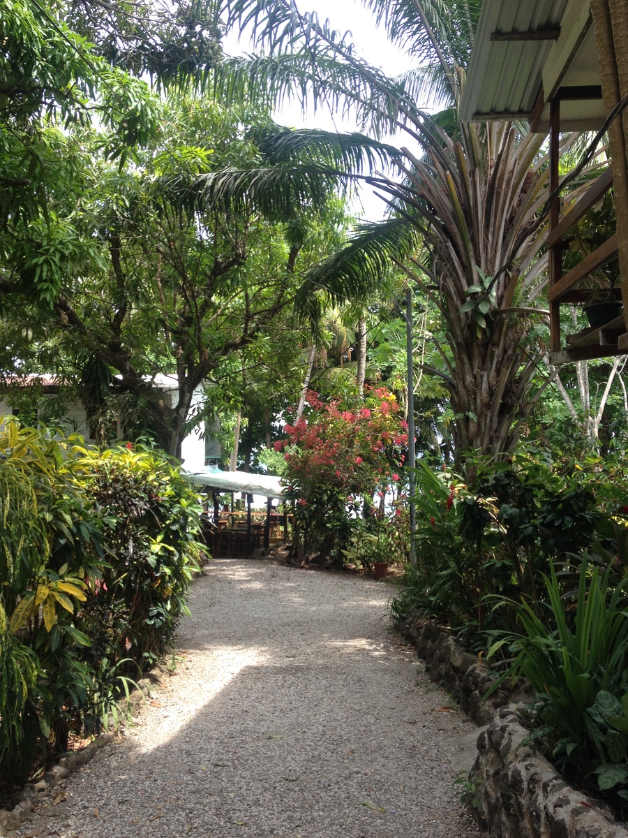 รูปถ่าย คอสตาริกา(Costa Rica) มอนเตซูมา(Montezuma) 2015-03 1