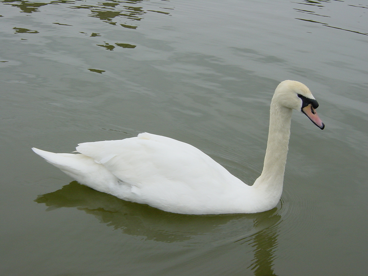รูปถ่าย อังกฤษ(United Kingdom) ปราสาทลีดส์(Leeds castle) 2001-04 12