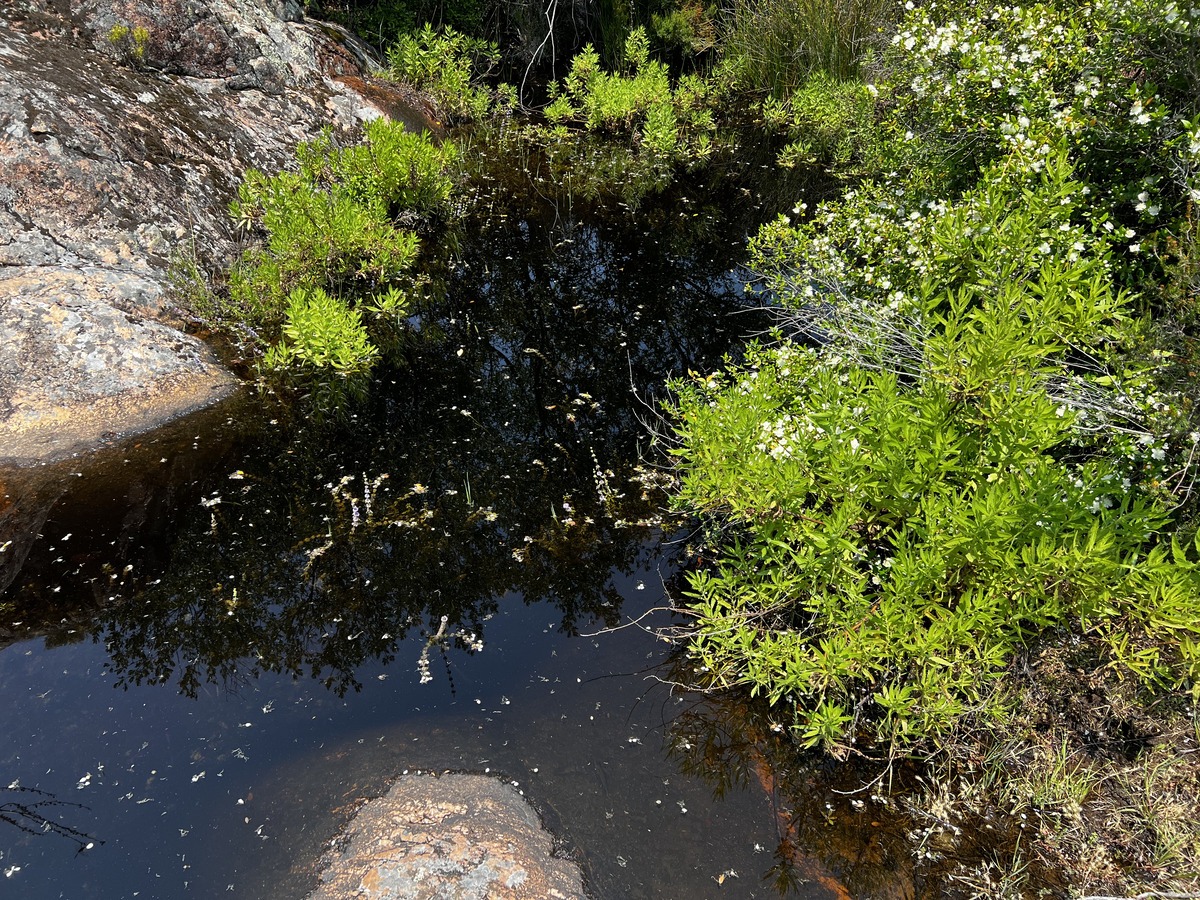 รูปถ่าย ฝรั่งเศส(France) คอร์สิคา(Corsica) แม่น้ำฟังโก(Fango river) 2023-06 5