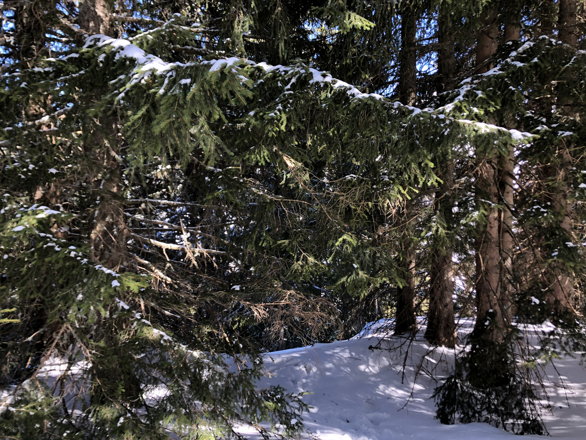 รูปถ่าย ฝรั่งเศส(France) เมแฌฟว์(Megeve) 2019-03 87