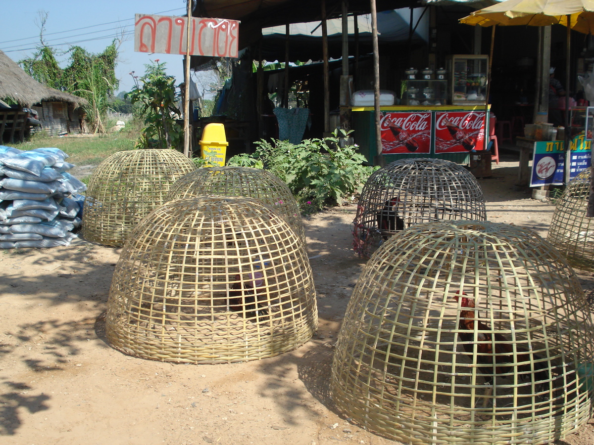 รูปถ่าย ไทย(Thailand) พิษณุโลก(Phitsanulok) ถนนสิงหวัฒน์(Singhawat Road) 2008-01 33