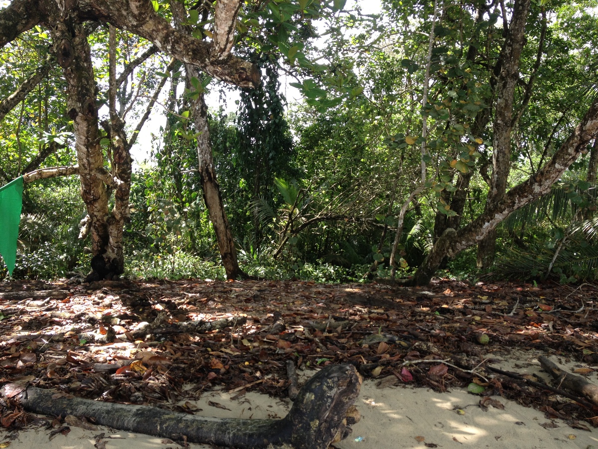รูปถ่าย คอสตาริกา(Costa Rica) กาอุยตา(Cahuita) 2015-03 195