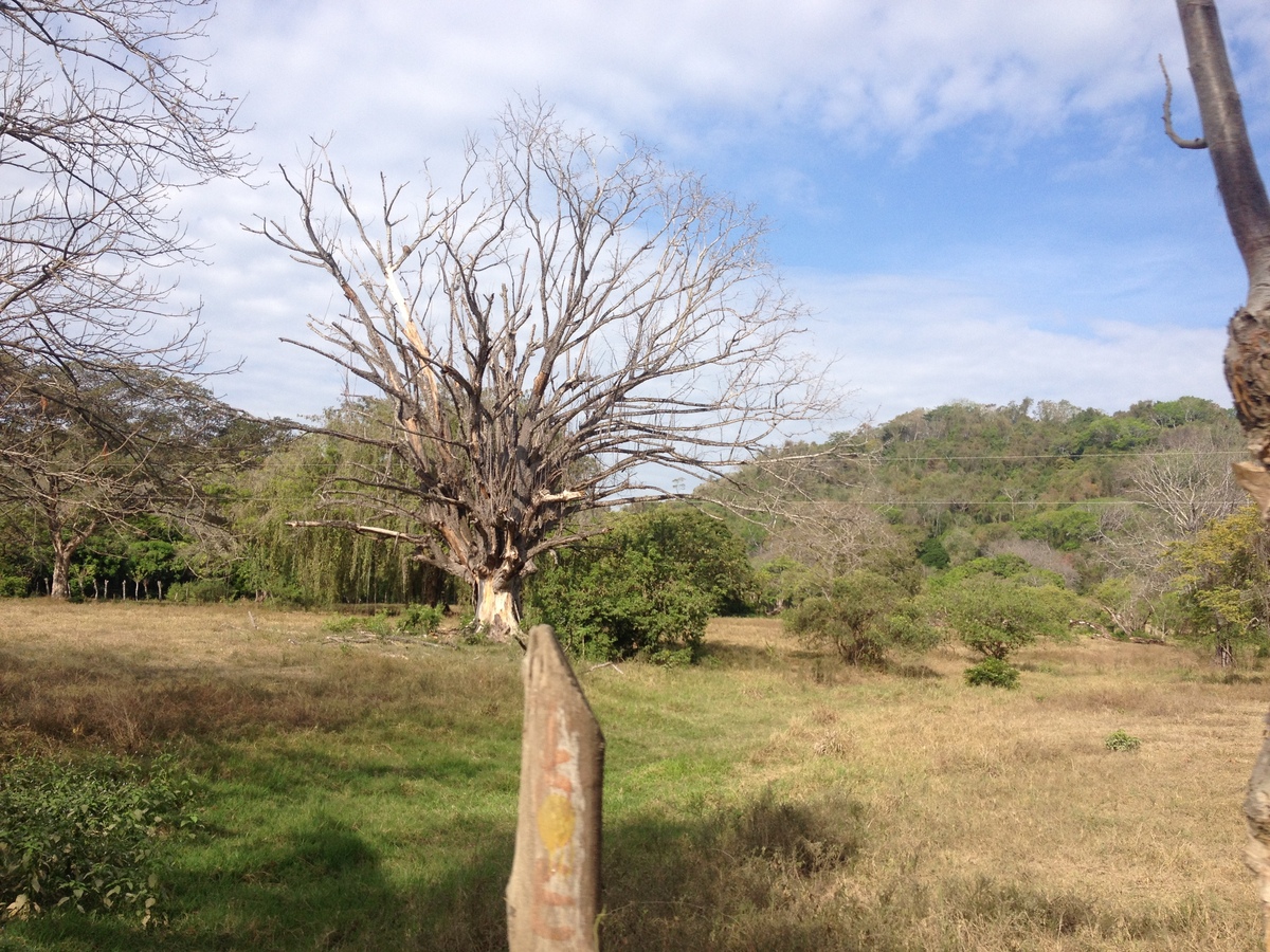รูปถ่าย คอสตาริกา(Costa Rica) มอนเตซูมา(Montezuma) 2015-03 97