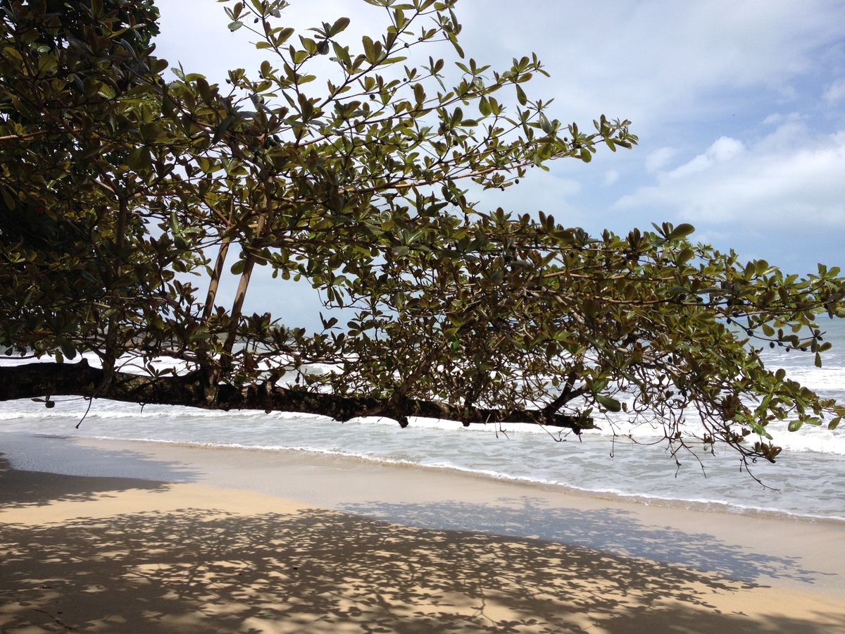 รูปถ่าย คอสตาริกา(Costa Rica) กาอุยตา(Cahuita) 2015-03 156