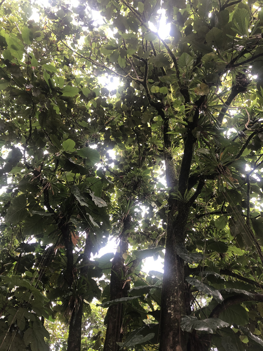 รูปถ่าย กวาเดอลูป(Guadeloupe) น้ำตกกุ้งเครย์ฟิช(Cascade aux ecrevisses) 2021-02 8