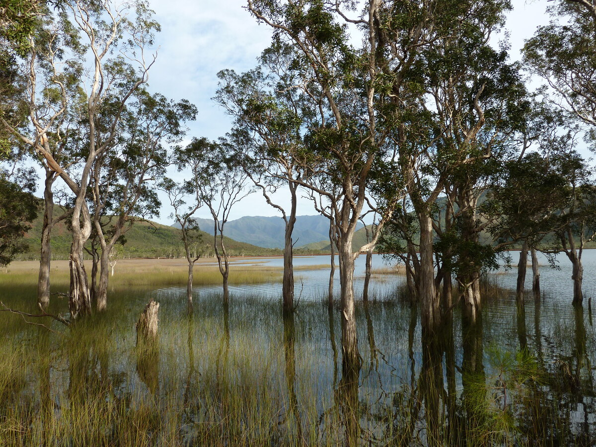 รูปถ่าย นิวแคลิโดเนีย(New Caledonia) อุทยานริเวียร์เบลอ(Parc de la Riviere Bleue) 2010-05 44