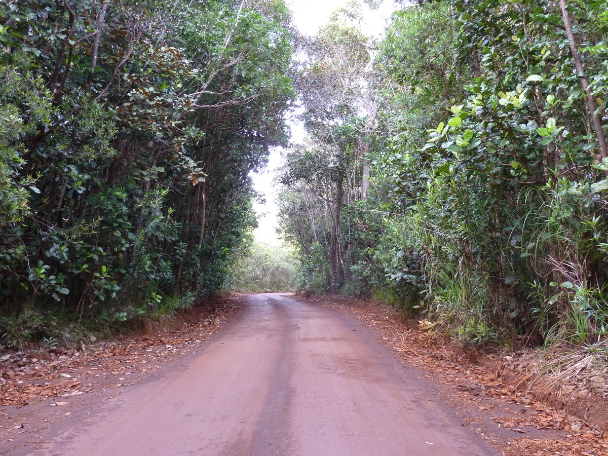 รูปถ่าย นิวแคลิโดเนีย(New Caledonia) อุทยานริเวียร์เบลอ(Parc de la Riviere Bleue) 2010-05 59