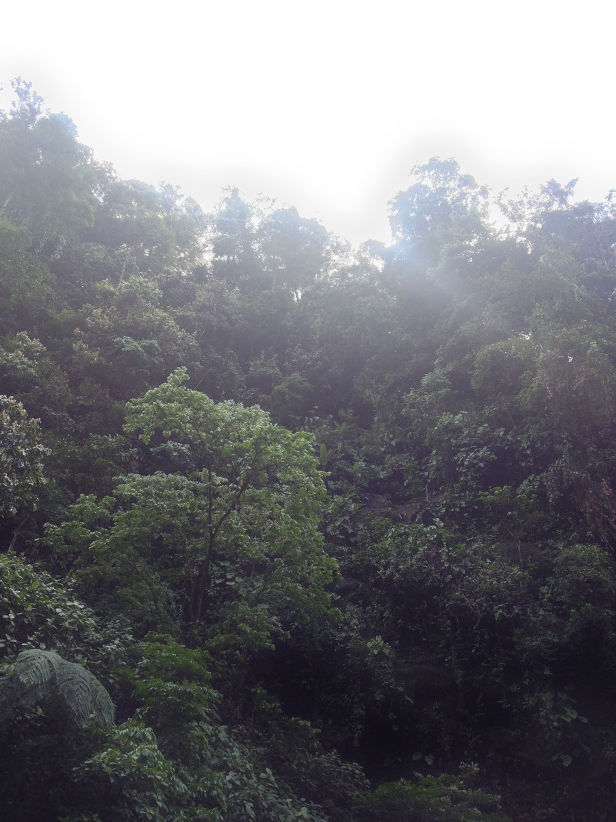 รูปถ่าย คอสตาริกา(Costa Rica) แม่น้ำปากัวเร(Pacuare River) 2015-03 153