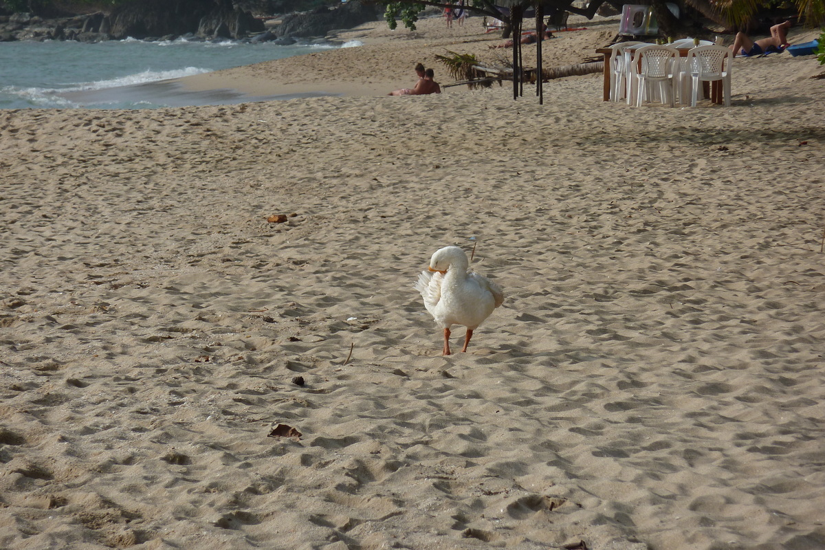 รูปถ่าย ไทย(Thailand) เกาะช้าง(Ko Chang) หาดทรายขาว(White sand beach) 2011-02 3