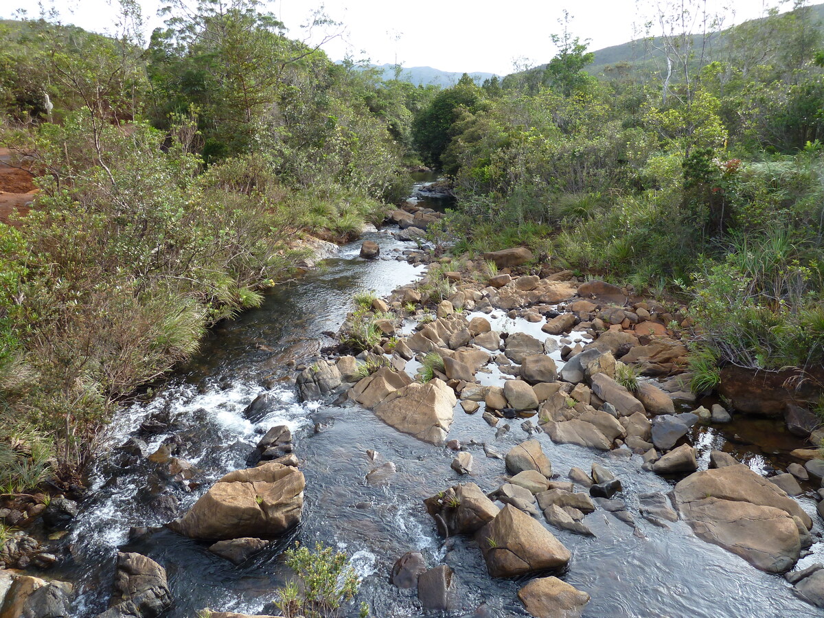 รูปถ่าย นิวแคลิโดเนีย(New Caledonia) อุทยานริเวียร์เบลอ(Parc de la Riviere Bleue) 2010-05 108