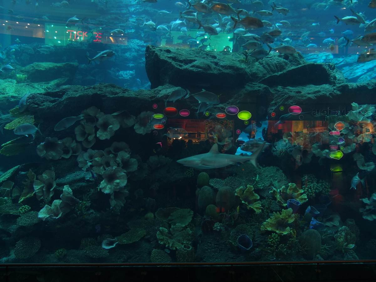 รูปถ่าย สหรัฐอาหรับเอมิเรตส์(United Arab Emirates) ดูไบ(Dubai) ดูไบมอลล์(The Dubai Mall) 2011-12 88