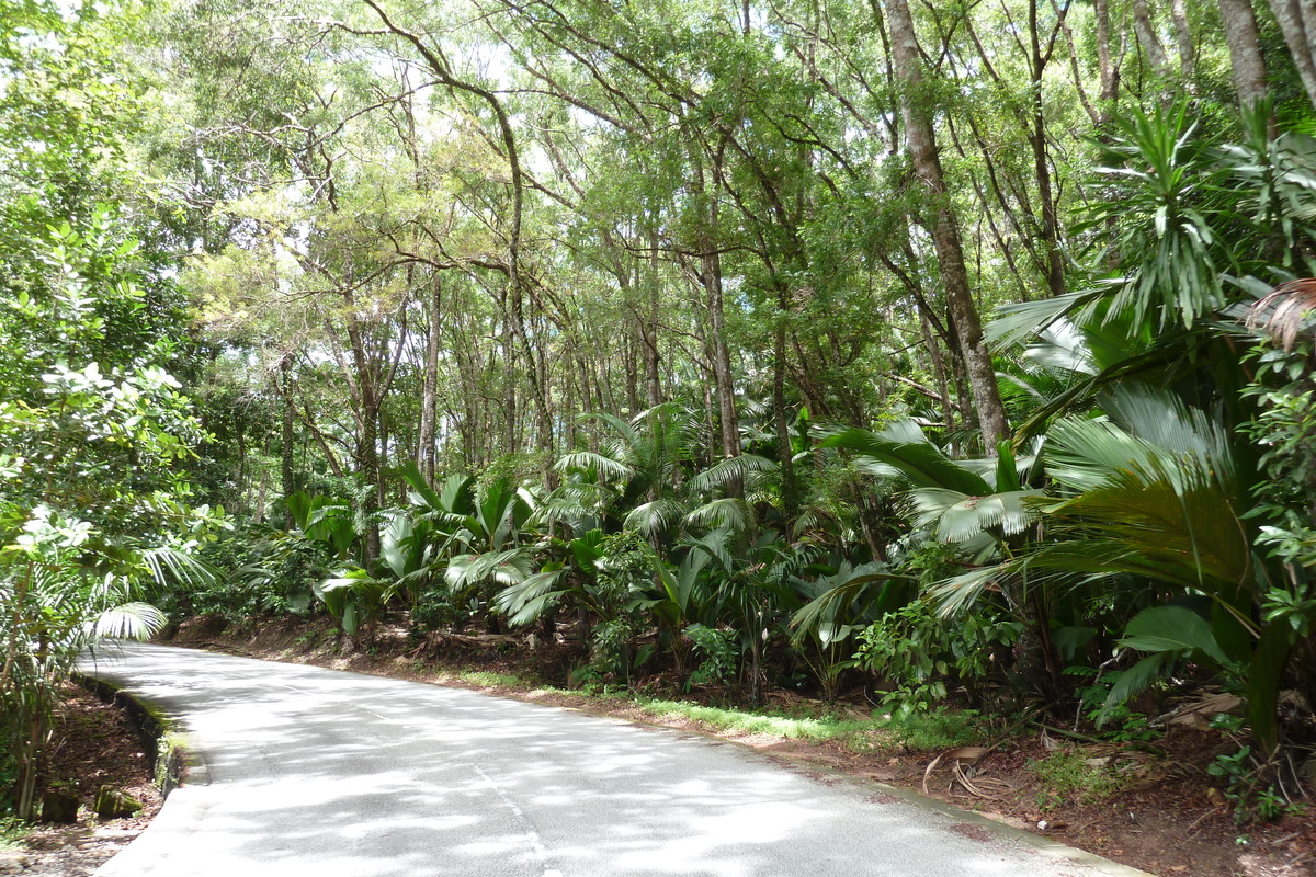 รูปถ่าย เซเชลส์(Seychelles) หุบเขาเดอไม(Vallee de Mai) 2011-10 57