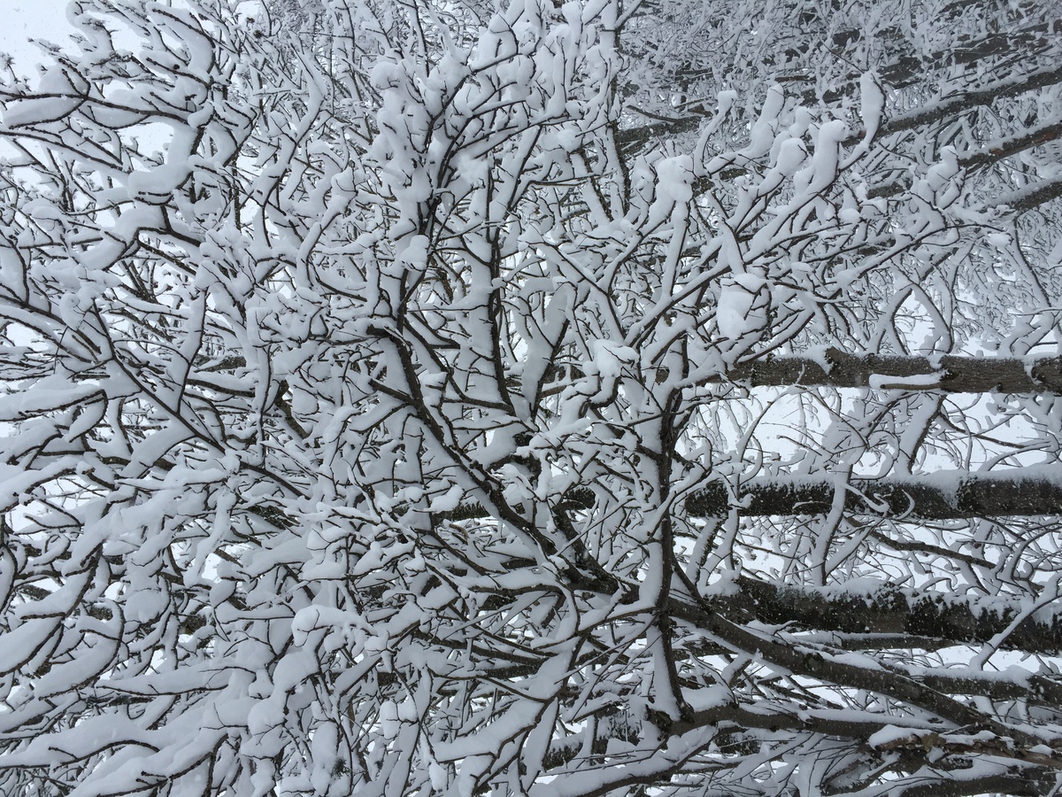 รูปถ่าย ฝรั่งเศส(France) เมแฌฟว์(Megeve) 2016-02 7