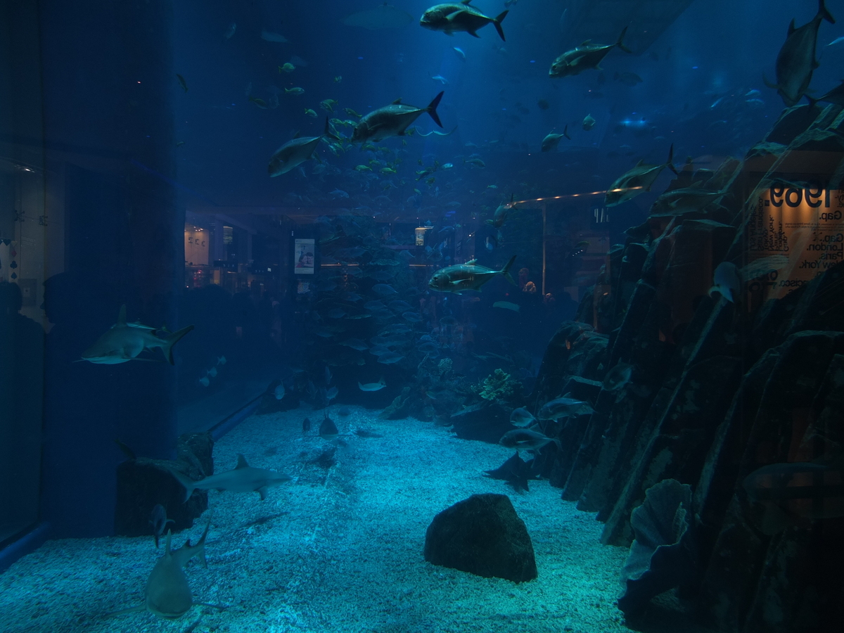 รูปถ่าย สหรัฐอาหรับเอมิเรตส์(United Arab Emirates) ดูไบ(Dubai) ดูไบมอลล์(The Dubai Mall) 2011-12 95