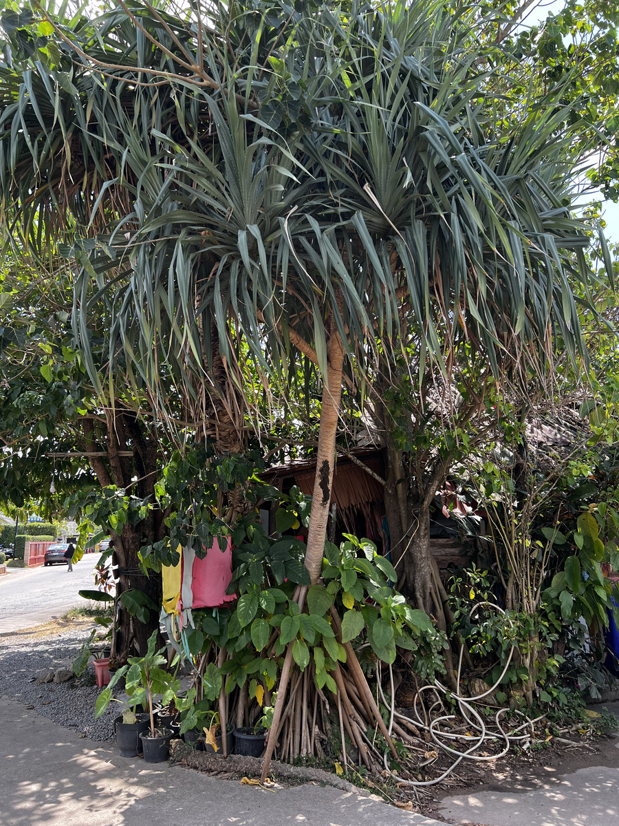 รูปถ่าย ไทย(Thailand) เกาะลันตา(Ko Lanta) 2023-01 57
