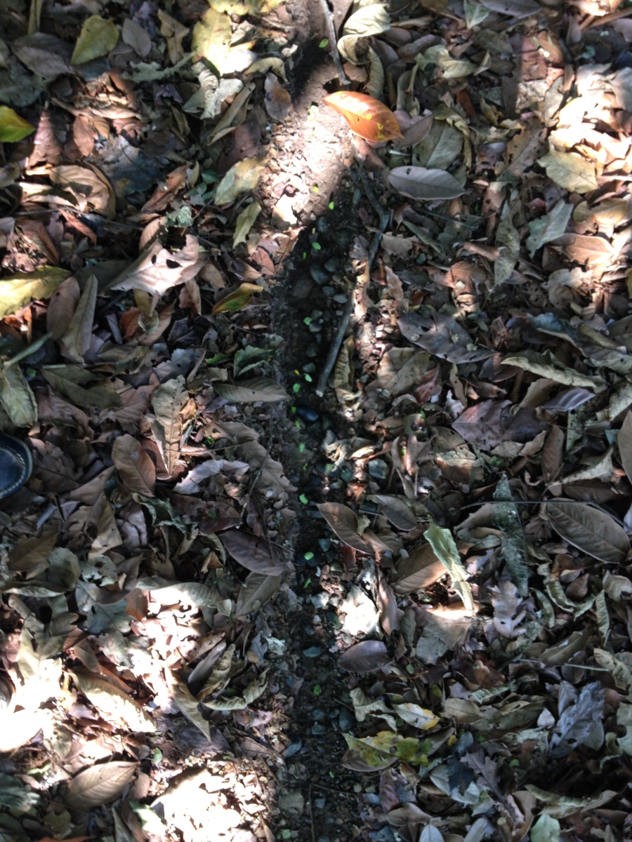 รูปถ่าย คอสตาริกา(Costa Rica) อูบีตา(Uvita) 2015-03 99