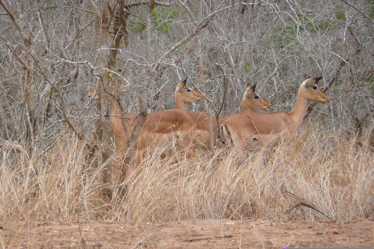 รูปถ่าย แอฟริกาใต้(South Africa) อุทยานแห่งชาติครูเกอร์(Kruger National Park) 2008-09 152
