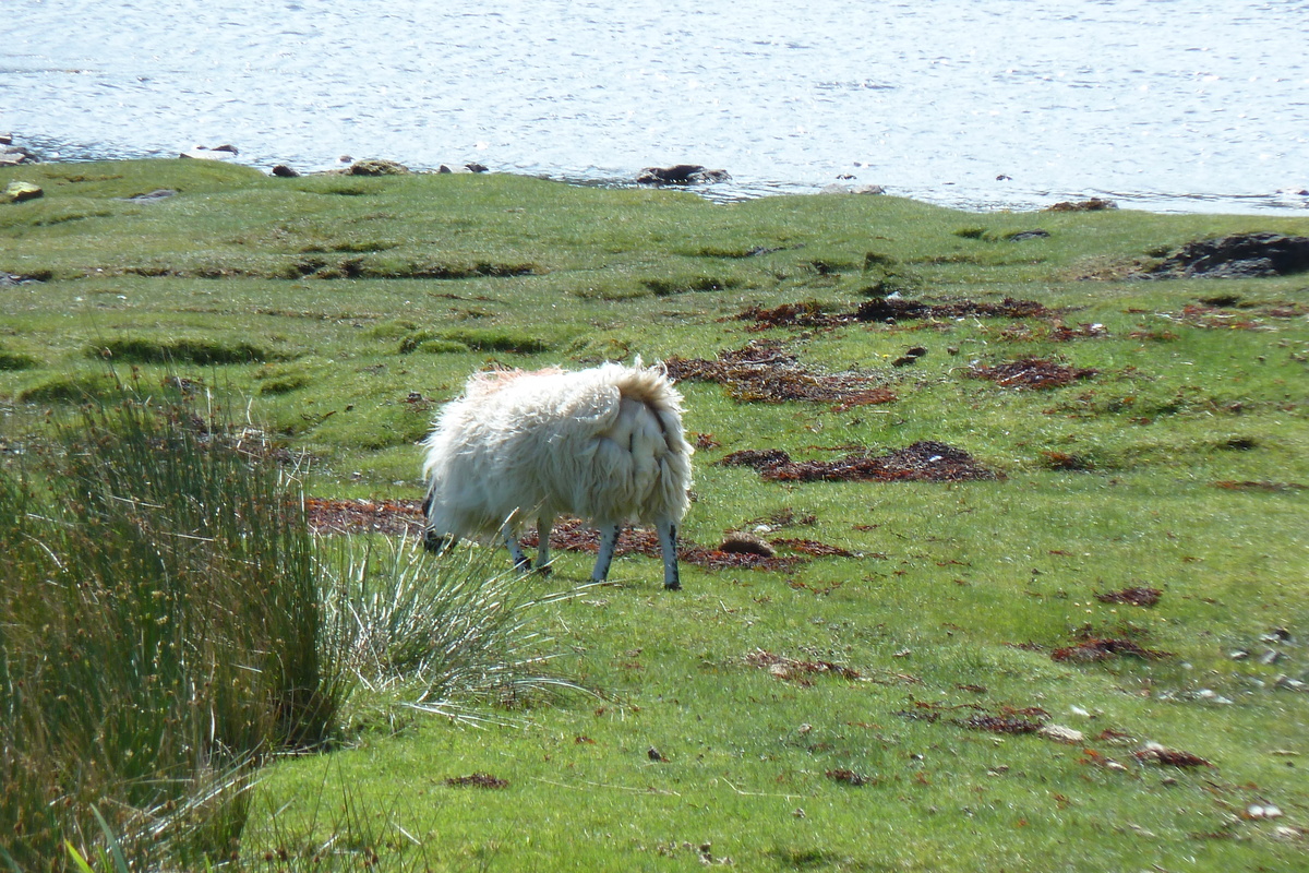 รูปถ่าย อังกฤษ(United Kingdom) เกาะสกาย(Skye) เทือกเขาคูลิน(The Cuillin) 2011-07 24