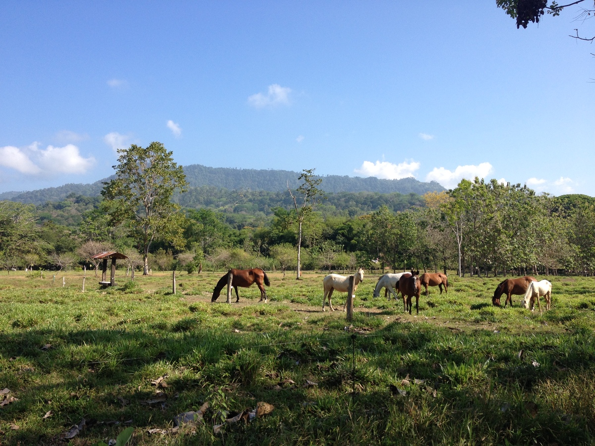 รูปถ่าย คอสตาริกา(Costa Rica) 2015-03 15