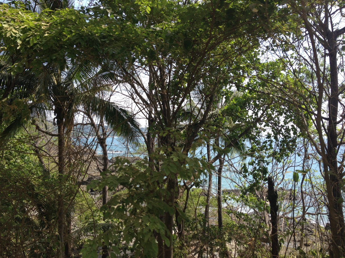 รูปถ่าย คอสตาริกา(Costa Rica) มอนเตซูมา(Montezuma) 2015-03 347