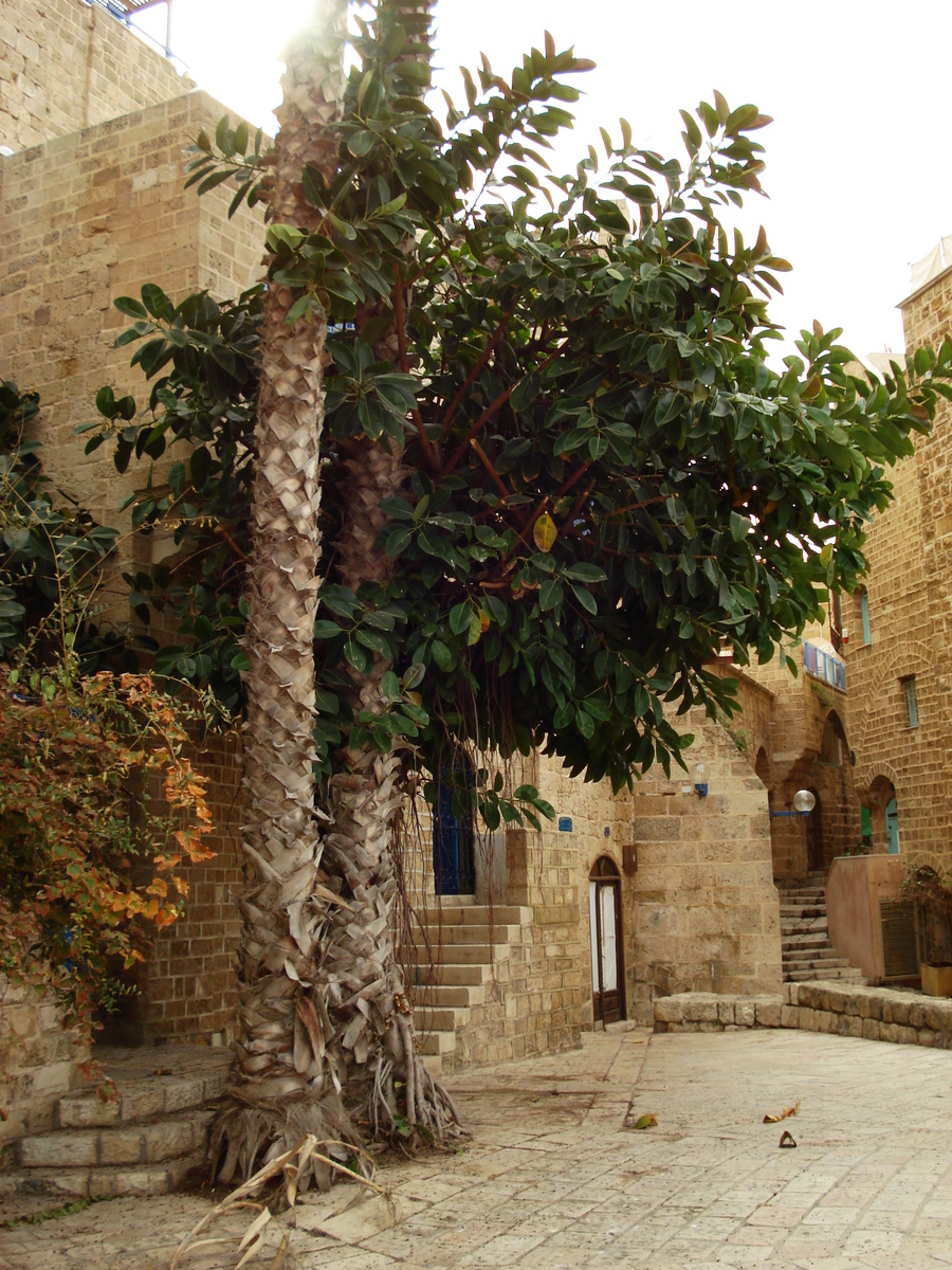 รูปถ่าย อิสราเอล(Israel) จาฟา(Jaffa) 2006-12 209