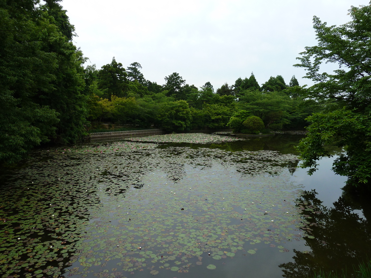รูปถ่าย ญี่ปุ่น(Japan) เกียวโต(Kyoto) วัดเรียวอันจิ(Ryoanji Temple) 2010-06 17