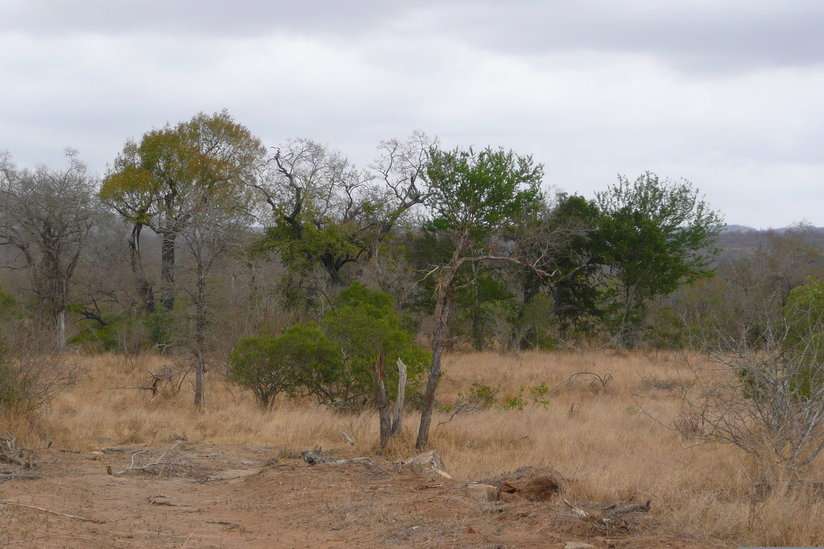 รูปถ่าย แอฟริกาใต้(South Africa) อุทยานแห่งชาติครูเกอร์(Kruger National Park) ถนนเลียบแม่น้ำครอกโคไดล์(Crocodile River road) 2008-09 33