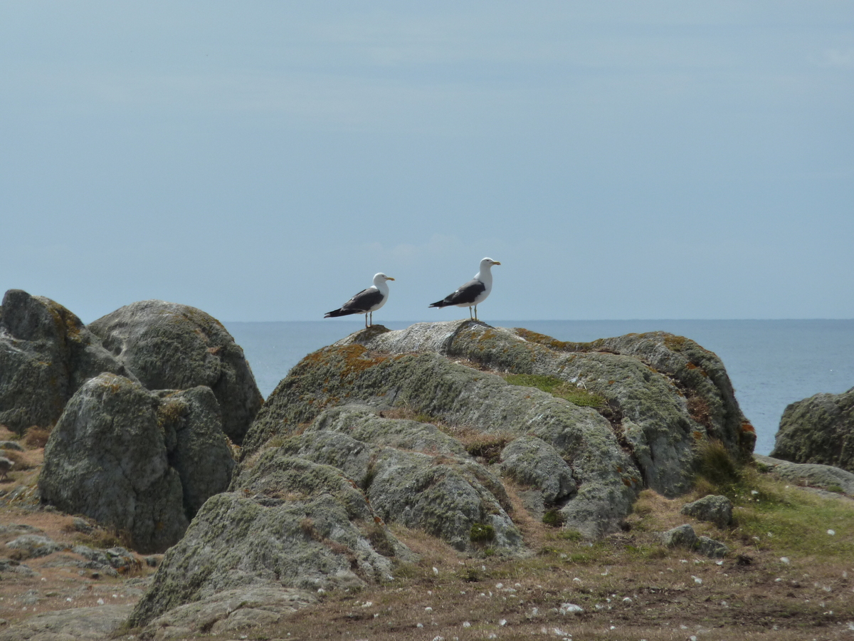 รูปถ่าย ฝรั่งเศส(France) เกาะดีเยอ(Ile d'yeu) 2009-07 90