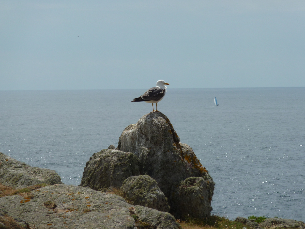 รูปถ่าย ฝรั่งเศส(France) เกาะดีเยอ(Ile d'yeu) 2009-07 89