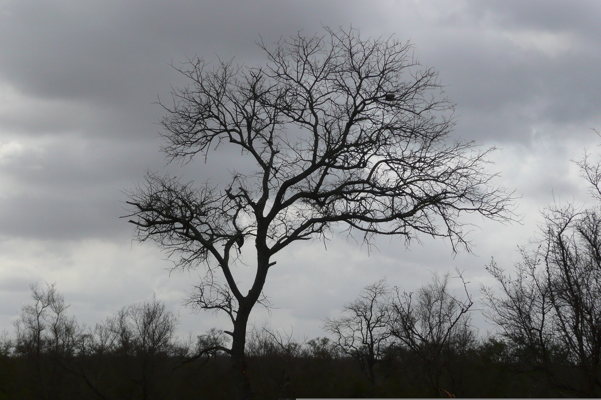 รูปถ่าย แอฟริกาใต้(South Africa) อุทยานแห่งชาติครูเกอร์(Kruger National Park) ถนนเลียบแม่น้ำครอกโคไดล์(Crocodile River road) 2008-09 38