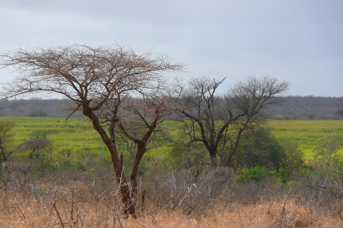 รูปถ่าย แอฟริกาใต้(South Africa) อุทยานแห่งชาติครูเกอร์(Kruger National Park) ถนนเลียบแม่น้ำครอกโคไดล์(Crocodile River road) 2008-09 31